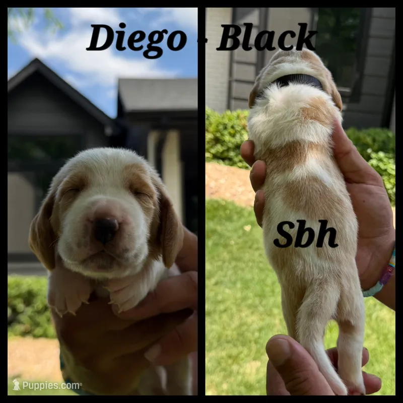 Diego- black – Basset Hound puppy for sale in Park City, KS