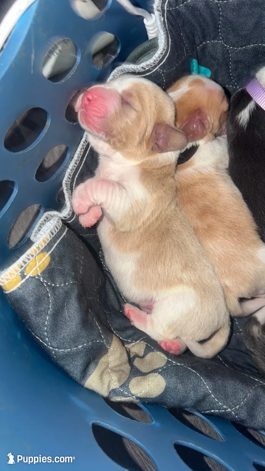 Mario- red collar, a male Basset Hound for sale in Park City, KS – 3 of 3