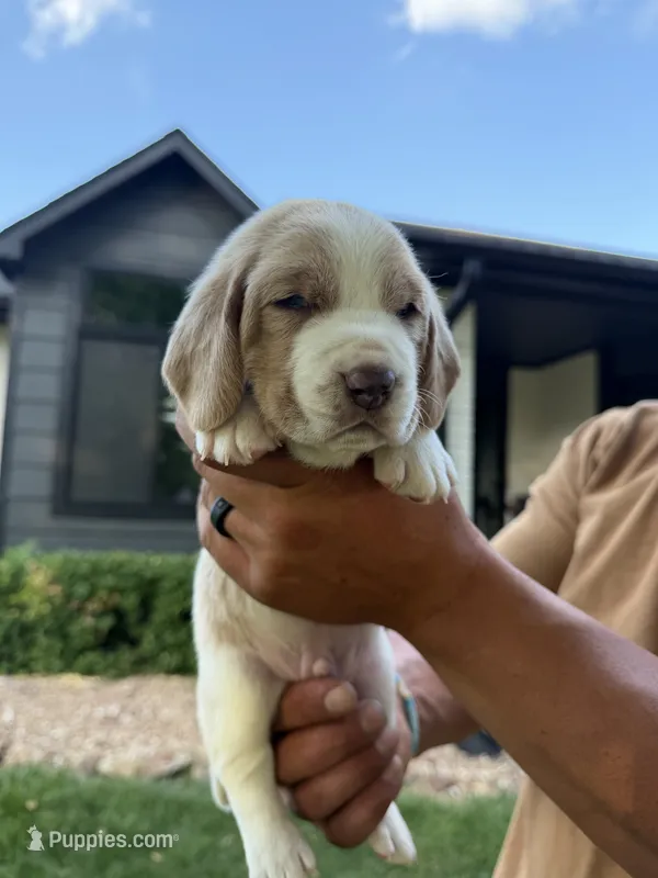 Mario- red collar – Basset Hound puppy for sale in Park City, KS