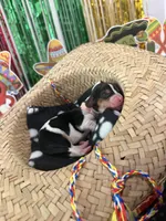 Sofia- light pink , a female Basset Hound for sale in Park City, KS – 2 of 3