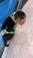 Sofia- light pink , a female Basset Hound for sale in Park City, KS – 3 of 3