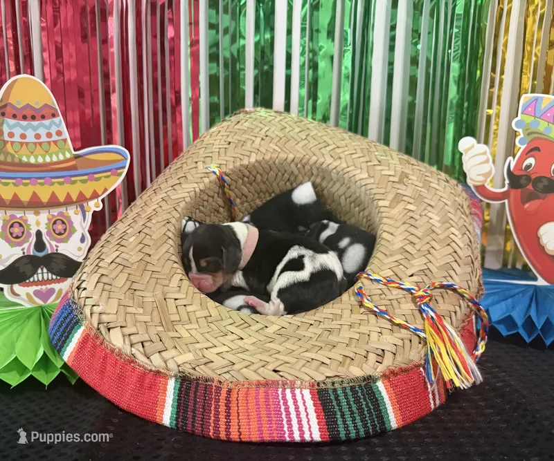 Sofia- light pink  – Basset Hound puppy for sale in Park City, KS