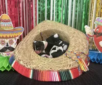 Sofia- light pink , a female Basset Hound for sale in Park City, KS – 1 of 3