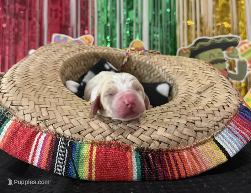 Mario- red collar – Basset Hound puppy for sale in Park City, KS