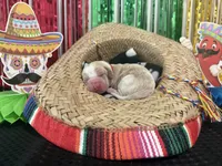 Mario- red collar, a male Basset Hound for sale in Park City, KS – 2 of 3