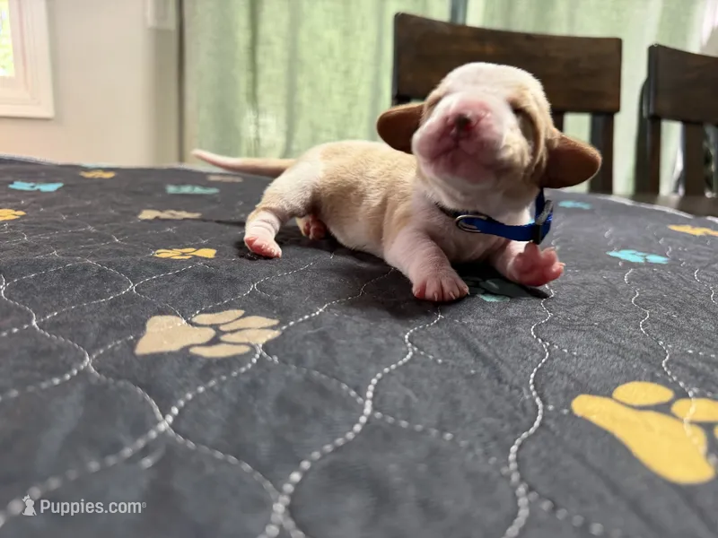 Mateo- Dark blue – Basset Hound puppy on hold in Park City, KS