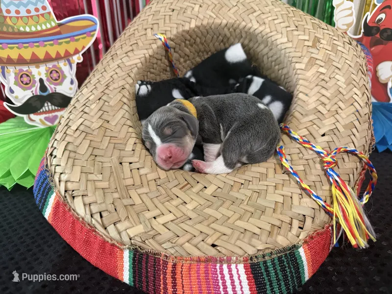 Juan Carlos- yellow – Basset Hound puppy for sale in Park City, KS