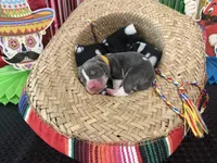 Juan Carlos- yellow, a male Basset Hound for sale in Park City, KS – 1 of 3