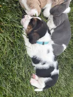 Pedro- light blue, a male Basset Hound for sale in Park City, KS – 7 of 8
