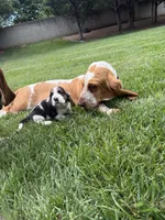 Pedro- light blue, a male Basset Hound for sale in Park City, KS – 8 of 8