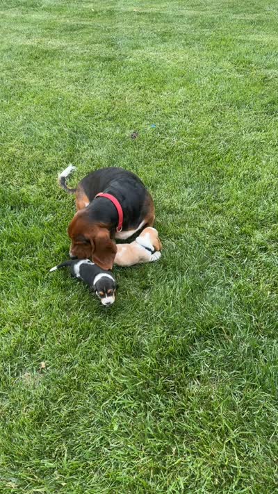 Jose- orange, a male Basset Hound for sale in Park City, KS – 6 of 6