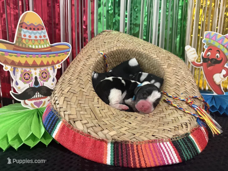 Pedro- light blue – Basset Hound puppy for sale in Park City, KS