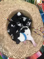 Pedro- light blue, a male Basset Hound for sale in Park City, KS – 2 of 5