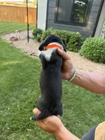 Jose- orange, a male Basset Hound for sale in Park City, KS – 3 of 6
