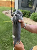 Isabella- purple, a female Basset Hound for sale in Park City, KS – 5 of 7