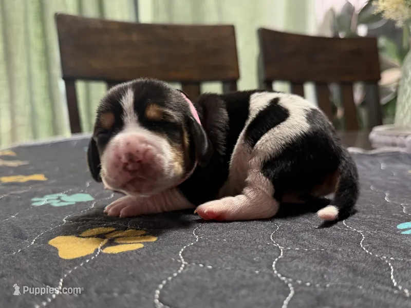 Sofia- light pink  – Basset Hound puppy for sale in Park City, KS