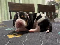 Sofia- light pink , a female Basset Hound for sale in Park City, KS – 1 of 8
