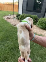 Fernando- Green, a male Basset Hound for sale in Park City, KS – 5 of 8