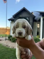 Mario- red collar, a male Basset Hound for sale in Park City, KS – 7 of 9