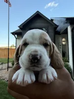 Fernando- Green, a male Basset Hound for sale in Park City, KS – 4 of 8