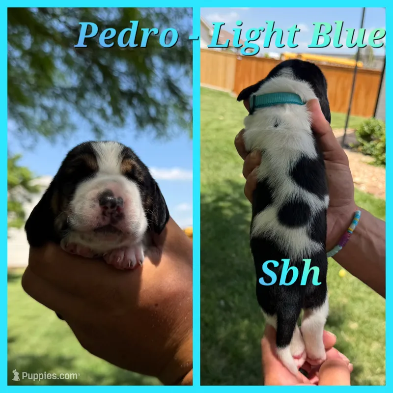 Pedro- light blue – Basset Hound puppy for sale in Park City, KS