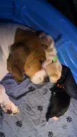 Fernando- Green, a male Basset Hound for sale in Park City, KS – 3 of 3