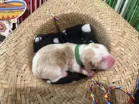 Fernando- Green, a male Basset Hound for sale in Park City, KS – 2 of 3