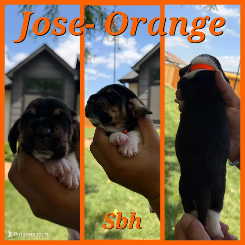 Jose- orange – Basset Hound puppy for sale in Park City, KS