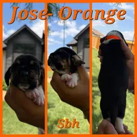 Jose- orange, a male Basset Hound for sale in Park City, KS – 4 of 6