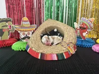 Diego- black, a male Basset Hound for sale in Park City, KS – 2 of 2