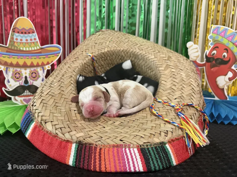 Diego- black – Basset Hound puppy for sale in Park City, KS