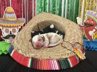 Diego- black, a male Basset Hound for sale in Park City, KS – 1 of 2
