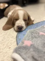 Mario- red collar, a male Basset Hound for sale in Park City, KS – 2 of 9