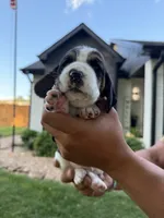 Pedro- light blue, a male Basset Hound for sale in Park City, KS – 3 of 8