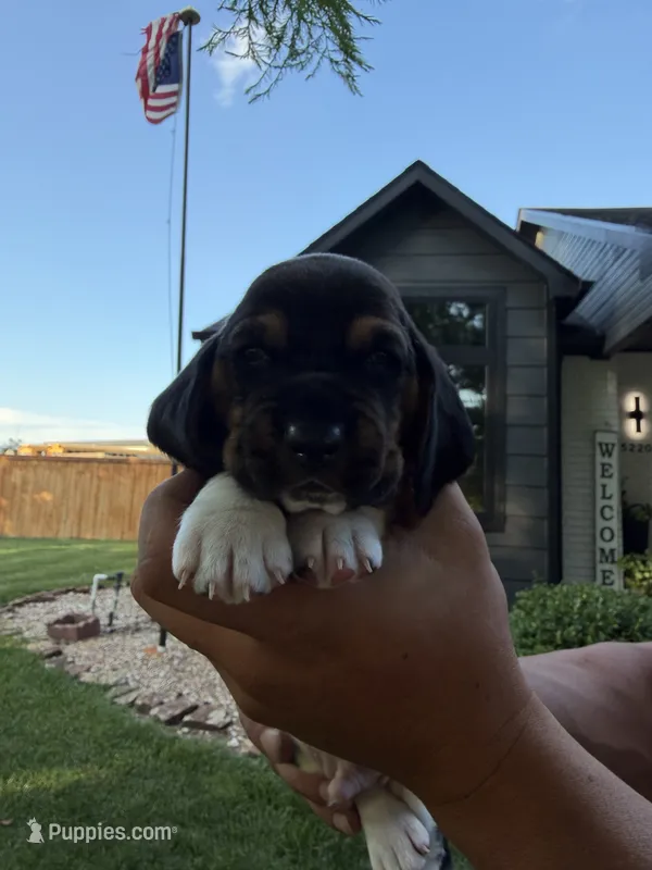 Jose- orange – Basset Hound puppy for sale in Park City, KS