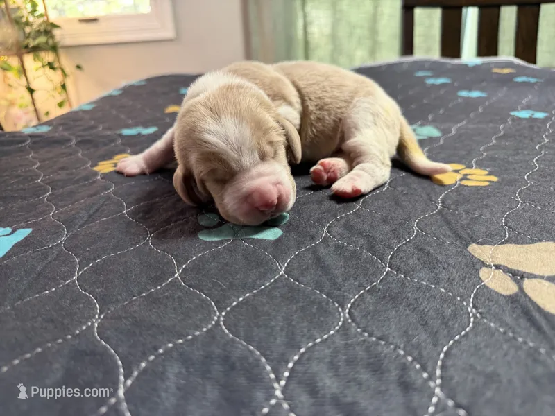 Mario- red collar – Basset Hound puppy for sale in Park City, KS