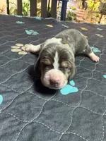 Juan Carlos- yellow, a male Basset Hound for sale in Park City, KS – 5 of 6