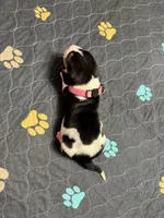Sofia- light pink , a female Basset Hound for sale in Park City, KS – 8 of 8