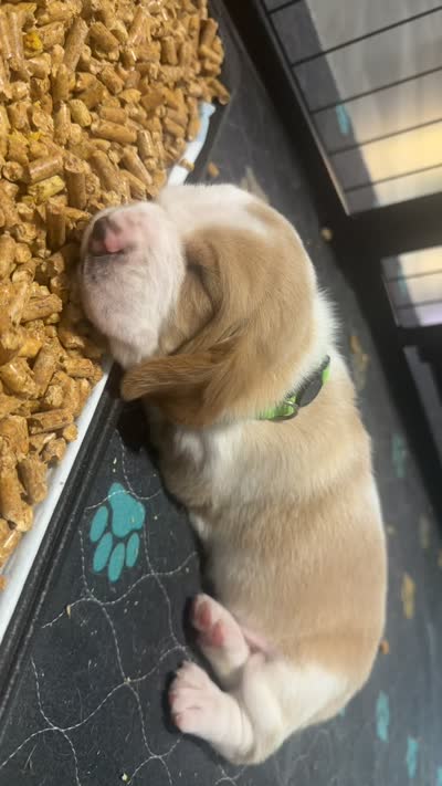Fernando- Green, a male Basset Hound for sale in Park City, KS – 3 of 8