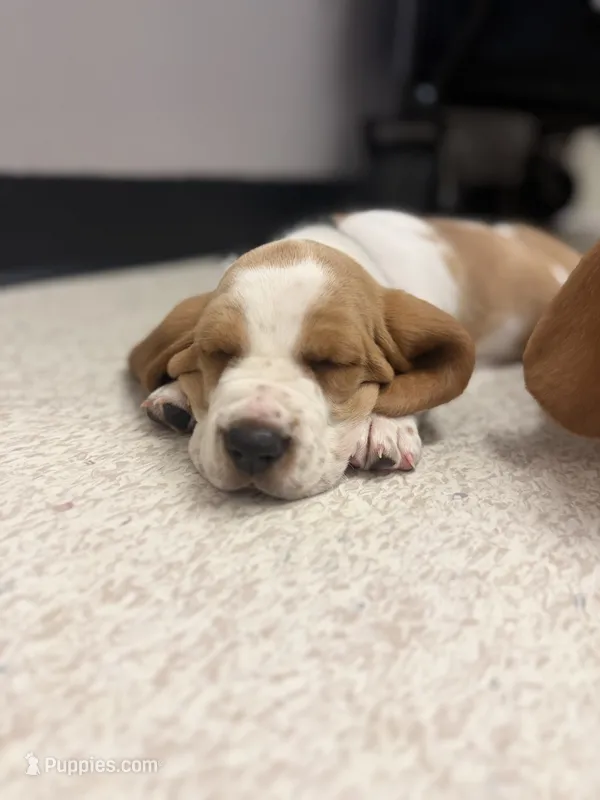 Diego - black collar – Basset Hound puppy for sale in Park City, KS
