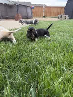 Jose- orange, a male Basset Hound for sale in Park City, KS – 5 of 6