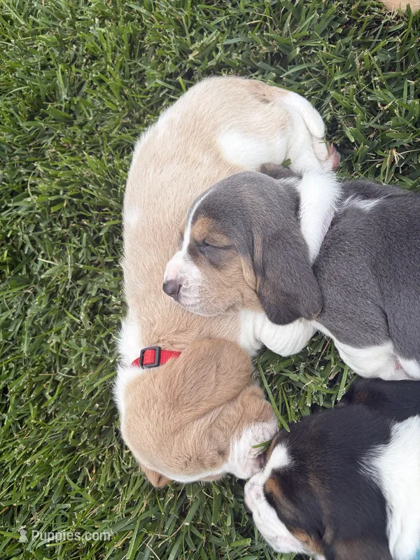 Isabella- purple – Basset Hound puppy for sale in Park City, KS