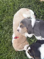 Isabella- purple, a female Basset Hound for sale in Park City, KS – 1 of 7