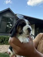 Pedro- light blue, a male Basset Hound for sale in Park City, KS – 2 of 8