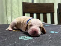 Mateo- Dark blue, a male Basset Hound for sale in Park City, KS – 4 of 5