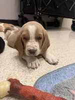 Mario- red collar, a male Basset Hound for sale in Park City, KS – 3 of 9