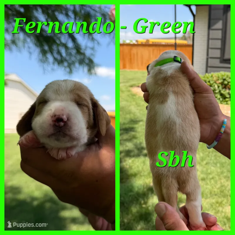 Fernando- Green – Basset Hound puppy for sale in Park City, KS