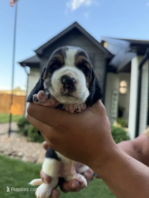 Pedro- light blue – Basset Hound puppy for sale in Park City, KS