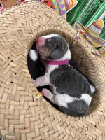 Isabella- purple, a female Basset Hound for sale in Park City, KS – 4 of 4