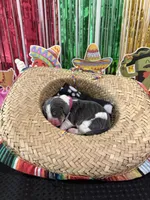 Isabella- purple, a female Basset Hound for sale in Park City, KS – 2 of 4